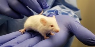 Research: Vaccine signatures in humanized mice point to better understanding of infectious diseases —
