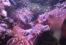 Research: Swapping bacteria may help ‘Nemo’ fish cohabitate with fish-killing anemones —