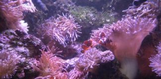 Research: Swapping bacteria may help ‘Nemo’ fish cohabitate with fish-killing anemones —