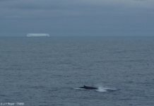 Research: Whale songs’ changing pitch may be response to population, climate changes —