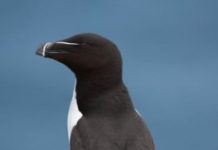 Research: What seabirds can tell us about the tide —