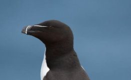 Research: What seabirds can tell us about the tide —