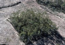 Research: Forest fragmentation disrupts parasite infection in Australian lizards —