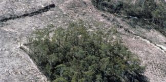 Research: Forest fragmentation disrupts parasite infection in Australian lizards —