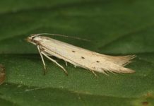 Research: 22 new moth species from across Europe —