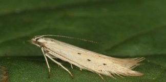 Research: 22 new moth species from across Europe —