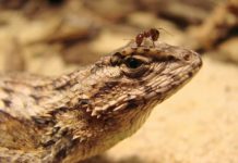 Research: Lizards adapt to invasive fire ants, reversing geographical patterns of lizard traits —