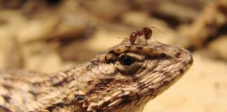 Research: Lizards adapt to invasive fire ants, reversing geographical patterns of lizard traits —
