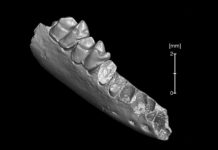 Research: Oldest-known ancestor of modern primates may have come from North America, not Asia —