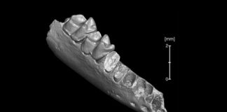 Research: Oldest-known ancestor of modern primates may have come from North America, not Asia —