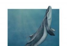 Research: Newly described fossil whale in museum collections reveals a surprising intermediate step in their evolution —