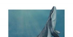 Research: Newly described fossil whale in museum collections reveals a surprising intermediate step in their evolution —