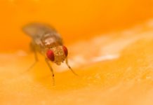 Research: Fruit flies can transmit their sexual preferences culturally, study shows —