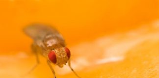 Research: Fruit flies can transmit their sexual preferences culturally, study shows —