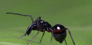 Research: Mammal-like milk provisioning and parental care discovered in jumping spider —