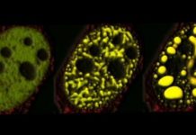 Research: New tools illuminate mechanisms behind overlooked cellular components’ critical roles —