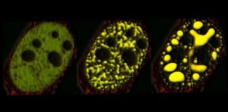 Research: New tools illuminate mechanisms behind overlooked cellular components’ critical roles —