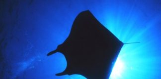 Research: Biologists reveals origins of a distinctive fish feature —