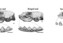 Research: A bastard seal from the past reveals the potential for human hybrids —