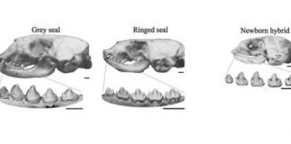 Research: A bastard seal from the past reveals the potential for human hybrids —