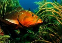 Research: New approach to assess sustainability of reef fish —