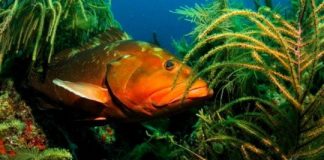 Research: New approach to assess sustainability of reef fish —