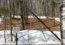 Research: Snowpack declines may stunt tree growth and forests’ ability to store carbon emissions —