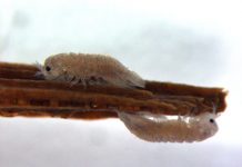 Research: Why a curious crustacean could hold secret to making renewable energy from wood —