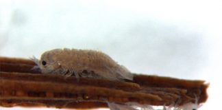 Research: Why a curious crustacean could hold secret to making renewable energy from wood —