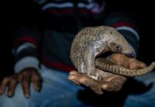 Research: Socio-economic survey of pangolin hunting in Assam, India —