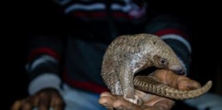 Research: Socio-economic survey of pangolin hunting in Assam, India —