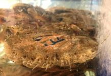 Research: Billions of nanoplastics accumulate in marine organisms within six hours —