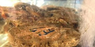 Research: Billions of nanoplastics accumulate in marine organisms within six hours —