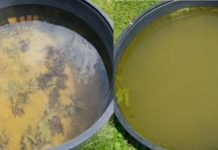 Research: Salt-evolved zooplankton grow too slowly to block salt-induced algal blooms —