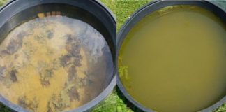 Research: Salt-evolved zooplankton grow too slowly to block salt-induced algal blooms —