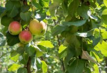 Research: Global warming increases frost damage on trees in Central Europe —