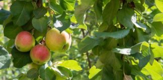 Research: Global warming increases frost damage on trees in Central Europe —