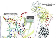 Research: Light-induced changes in photosensory proteins —
