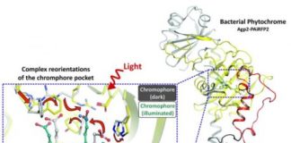 Research: Light-induced changes in photosensory proteins —