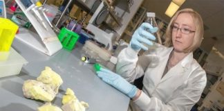 Study: Discovery could accelerate study of epigenetics in humans, researchers say — (Details)