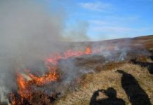 Research: Prescribed burning not as damaging as previously thought —
