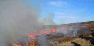 Research: Prescribed burning not as damaging as previously thought —