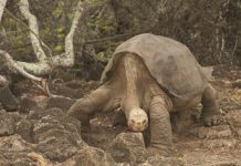 Research: In death, Lonesome George reveals why giant tortoises live so long —