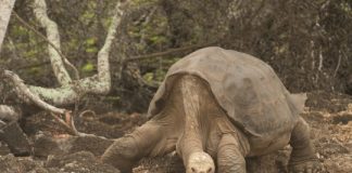 Research: In death, Lonesome George reveals why giant tortoises live so long —