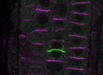 Research: At cell division, mother cell passes polarity information on to daughter cells —
