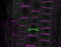 Research: At cell division, mother cell passes polarity information on to daughter cells —