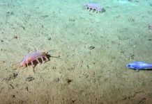 Research: Pulses of sinking carbon reaching the deep sea are not captured in global climate models —