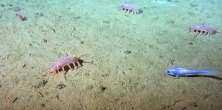 Research: Pulses of sinking carbon reaching the deep sea are not captured in global climate models —