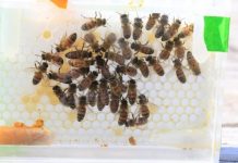 Research: New laboratory system allows researchers to probe the secret lives of queen bees —