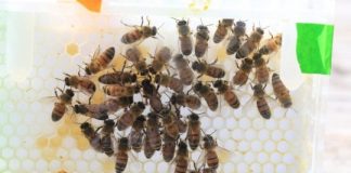 Research: New laboratory system allows researchers to probe the secret lives of queen bees —